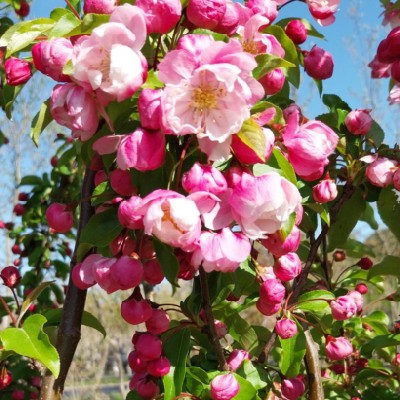 MALUS 'Van Eseltine' - image 3