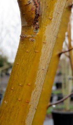 SALIX viminalis - image 2