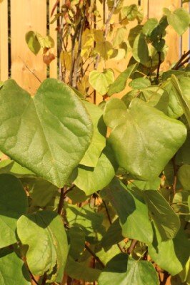 CERCIS chinensis 'Avondale' - image 2