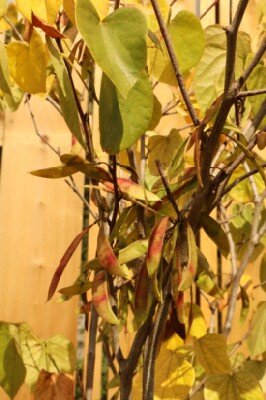 CERCIS chinensis 'Avondale' - image 3