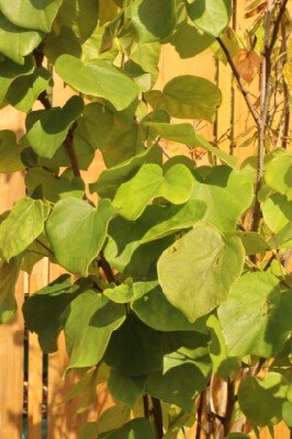 CERCIS chinensis 'Avondale' - image 4