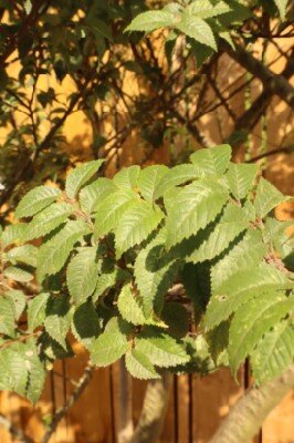 ULMUS x hollandica 'Jacqueline Hillier' - image 3