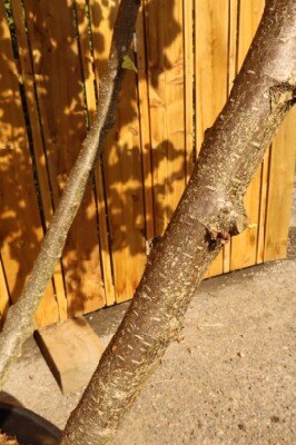 CORYLUS colurna - image 4