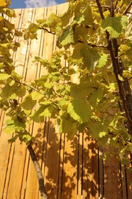 CORYLUS colurna - image 1