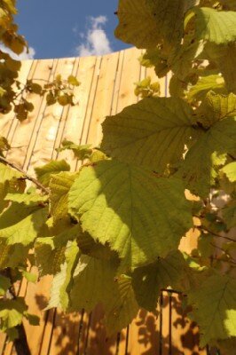 CORYLUS colurna - image 2