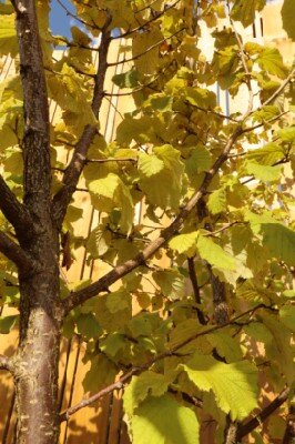 CORYLUS colurna - image 3