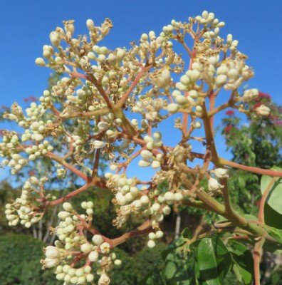 TETRADIUM daniellii - image 4