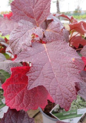 HYDRANGEA quercifolia 'Gatsby Star' - image 2