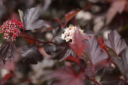PHYSOCARPUS opulifolius 'Diable D'Or' - image 2