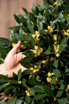 LAURUS nobilis Standard - image 2