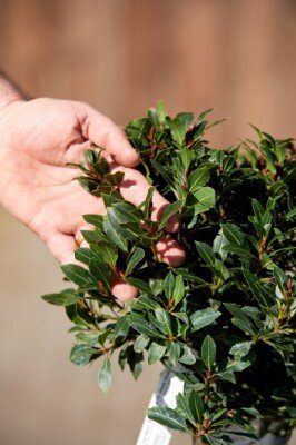 LAURUS nobilis Standard - image 2