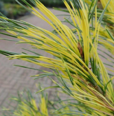 PINUS parviflora 'Ogon-Janome' - image 2