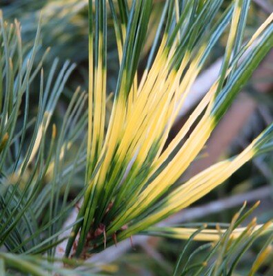 PINUS parviflora 'Ogon-Janome' - image 3