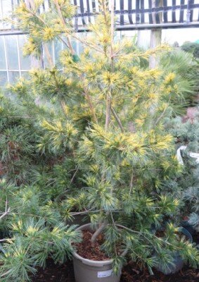 PINUS parviflora 'Ogon-Janome' - image 4