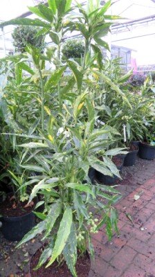 AUCUBA japonica 'Ashmount' - image 2