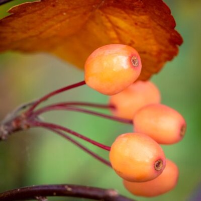 MALUS 'Indian Magic' - image 2