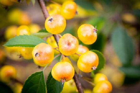 MALUS 'Halloween' - image 2