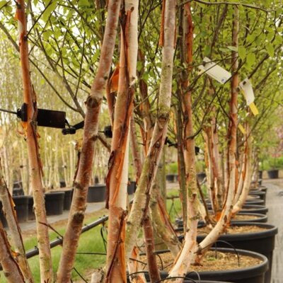 BETULA albosinensis 'Fascination' - image 3