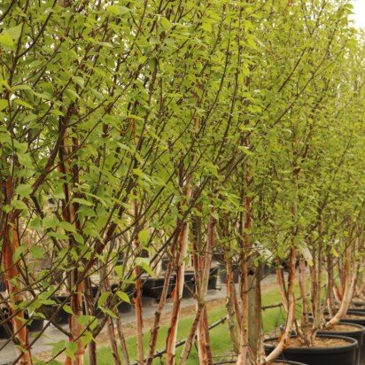 BETULA albosinensis 'Fascination' - image 4