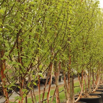 BETULA albosinensis 'Fascination' - image 4