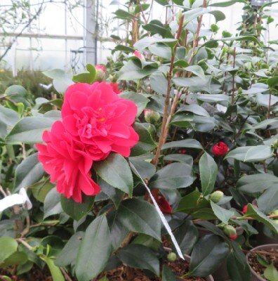 CAMELLIA japonica 'Volcano' - image 2
