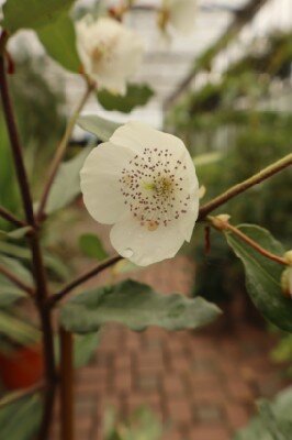 EUCRYPHIA x intermedia 'Rostrevor' - image 2