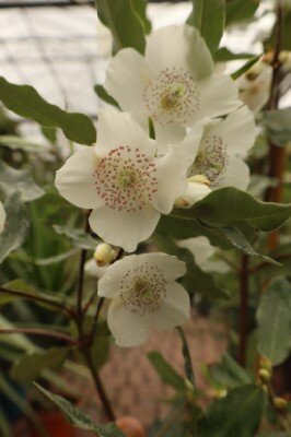 EUCRYPHIA x intermedia 'Rostrevor' - image 3
