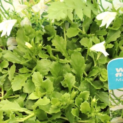 MAZUS reptans 'Albus' - image 2