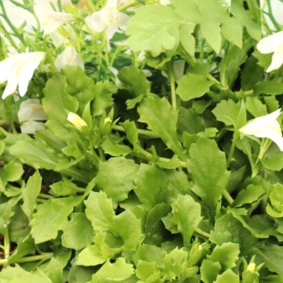 MAZUS reptans 'Albus' - image 2