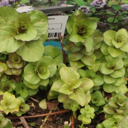 MENTHA aquatica - image 2