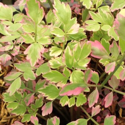 OENANTHE javanica 'Flamingo' - image 2