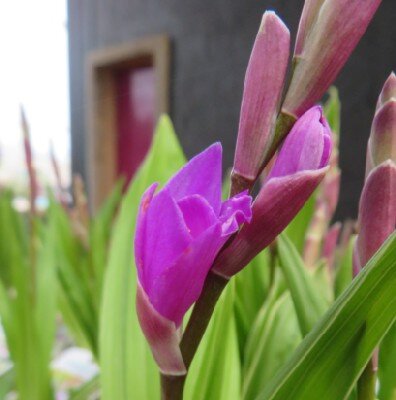 BLETILLA striata