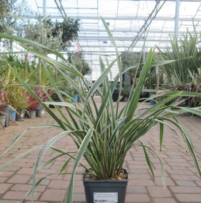 DIANELLA tasmanica 'Wyeena' - image 2