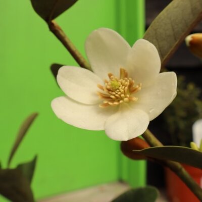 MAGNOLIA laevifolia 'Vanilla Pearls'