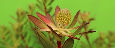 LEUCADENDRON 'Starburst' - image 2