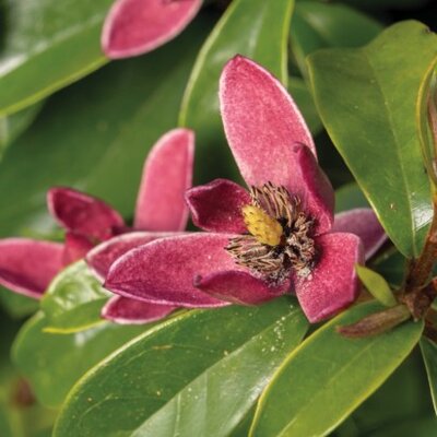 MAGNOLIA 'Stellar Ruby' - image 2