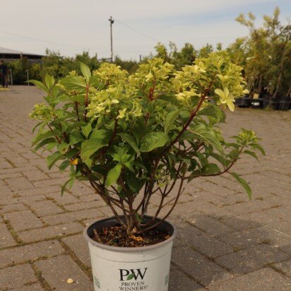 HYDRANGEA paniculata 'Quick Fire Fab' - image 2