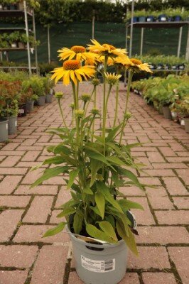 ECHINACEA purpurea 'Papallo Classic Gold' - image 2