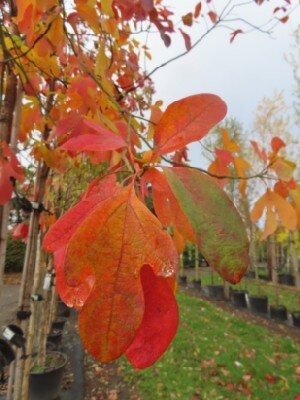 SASSAFRAS albidum