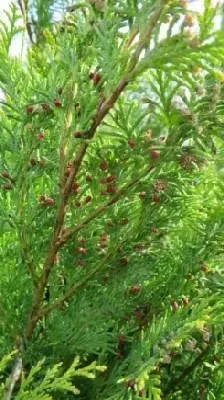 CHAMAECYPARIS lawsoniana 'Howarth's Gold' - image 1