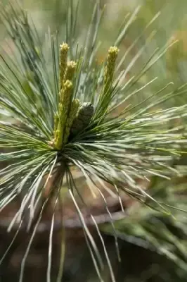 PINUS strobus 'Blue Shag'