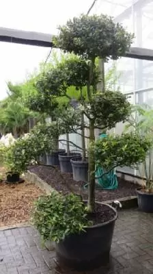 bonsai hydrokultur Kreative Holzbank Hydrokultur Pflanzenbehälter Serie Retro Glühbirne V –  acacuss