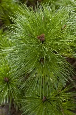 PINUS nigra 'Pierrick Bregeon' - image 3