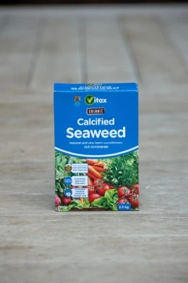 Calcified Seaweed - image 1