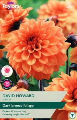 DAHLIA 'David Howard'