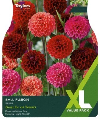 DAHLIA Ball Fusion