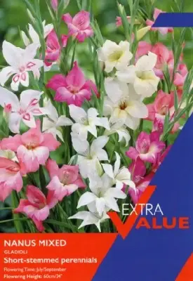 GLADIOLUS nanus mixed