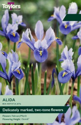 IRIS reticulata 'Alida'