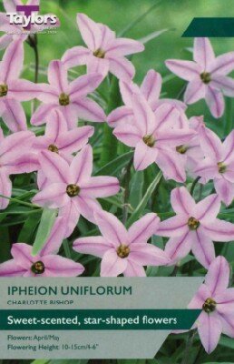 IPHEION uniflorum 'Charlotte Bishop'