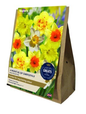 Narcissus '4 Mths of Daffodils'